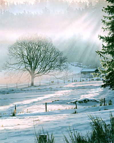 Gallery 8 Salt Spring Island - Carol Evans