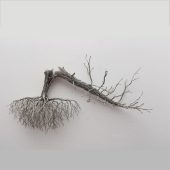 Gallery 8 Salt Spring Island - Artist CG Swanson