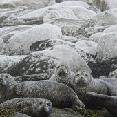 Gallery 8 Salt Spring Island - W. Allan Hancock