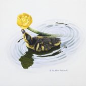 Gallery 8 Salt Spring Island - W. Allan Hancock