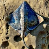 Gallery 8 Salt Spring Island - Artist Katie Ford