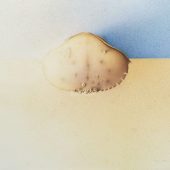 Gallery 8 Salt Spring Island - Artist Wim Blom